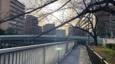 Japonya 'da kiraz çiçekleri, Tokyo