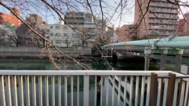 Japonya 'da kiraz çiçekleri, Tokyo