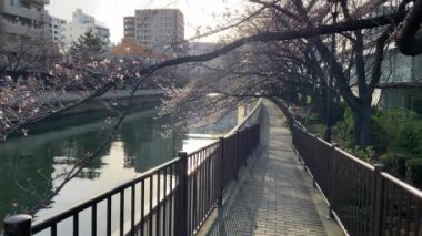 Japonya 'da kiraz çiçekleri, Tokyo