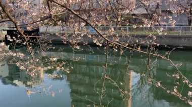 Japonya 'da kiraz çiçekleri, Tokyo