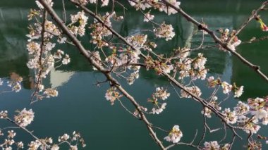 Japonya 'da kiraz çiçekleri, Tokyo