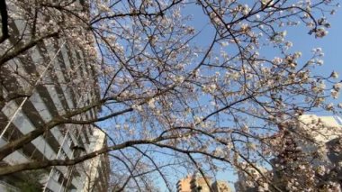 Japonya 'da kiraz çiçekleri, Tokyo