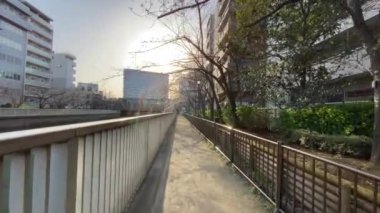 Japonya 'da kiraz çiçekleri, Tokyo