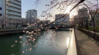 Japonya 'da kiraz çiçekleri, Tokyo