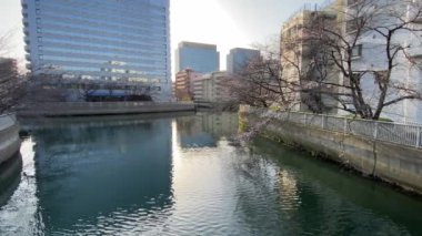 Japonya 'da kiraz çiçekleri, Tokyo