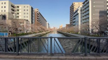 Japonya 'da kiraz çiçekleri, Tokyo