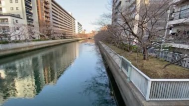 Japonya 'da kiraz çiçekleri, Tokyo