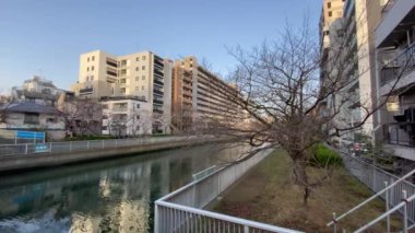 Japonya 'da kiraz çiçekleri, Tokyo
