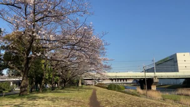 Kwiat Wiśni Japonii Tokio — Wideo stockowe