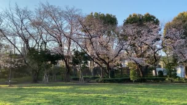 Cherry Mekar Jepang Tokyo — Stok Video