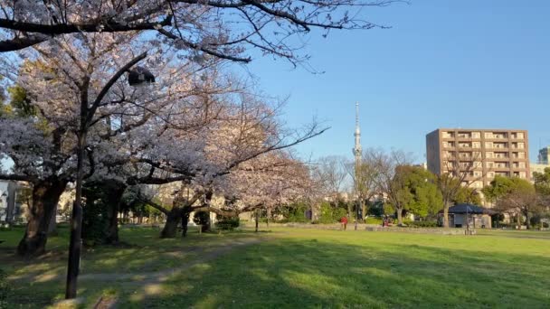 Flores Cerezo Japón Tokio — Vídeo de stock