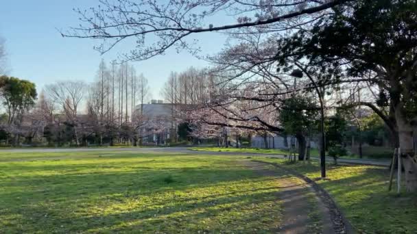 Körsbärsblommor Japan Tokyo — Stockvideo