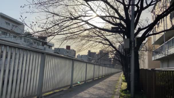 Flores Cereja Japão Tóquio — Vídeo de Stock