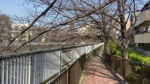 Körsbärsblommor Japan Tokyo — Stockvideo