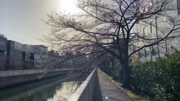 Fiori Ciliegio Giappone Tokyo — Video Stock