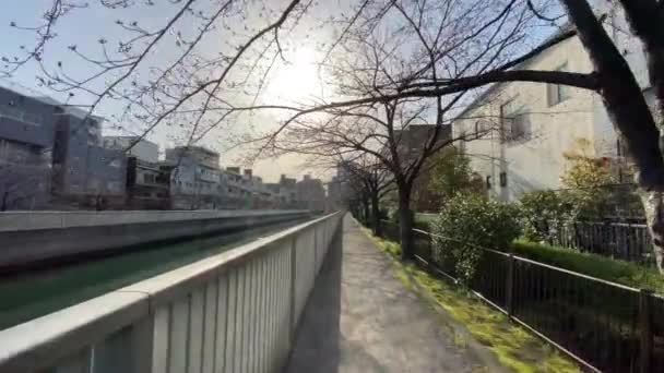 Cherry Blossoms Japan Tokyo — Stock Video