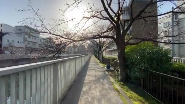 Körsbärsblommor Japan Tokyo — Stockvideo