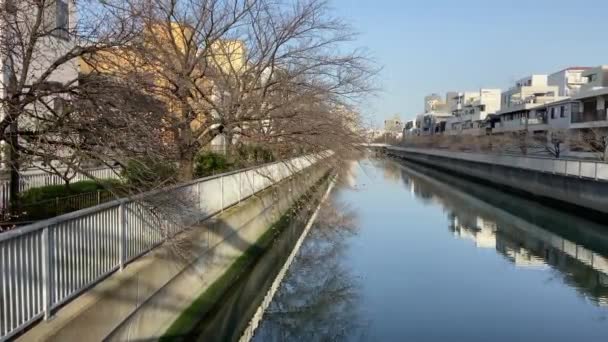 Japonya Kiraz Çiçekleri Tokyo — Stok video