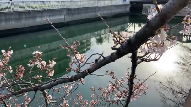 Cherry Blossoms Japan Tokyo — Stock Video