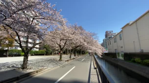 Cherry Mekar Jepang Tokyo — Stok Video