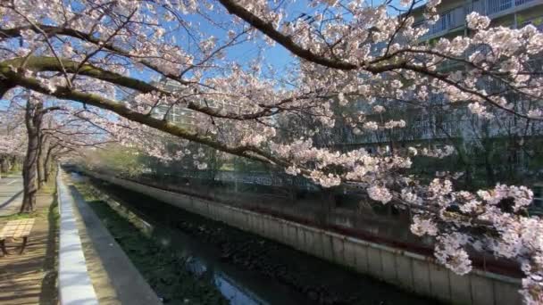 Kirschblüten Japan Tokio — Stockvideo