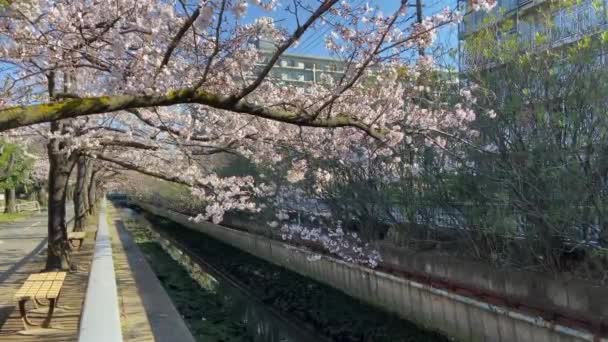 Třešňové Květy Japonsku Tokio — Stock video