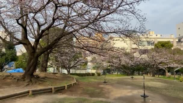 Körsbärsblommor Japan Tokyo — Stockvideo