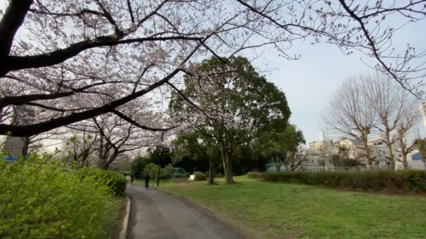 Cherry Blossoms Japan Tokyo — Stock Video