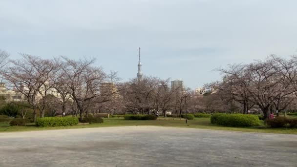 Kirschblüten Japan Tokio — Stockvideo