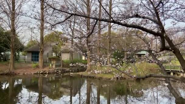 Flores Cereja Japão Tóquio — Vídeo de Stock