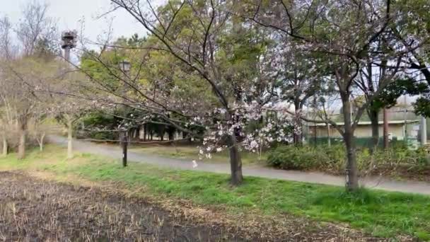 Flores Cereja Japão Tóquio — Vídeo de Stock
