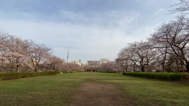 Fleurs Cerisier Tokyo Tokyo — Video