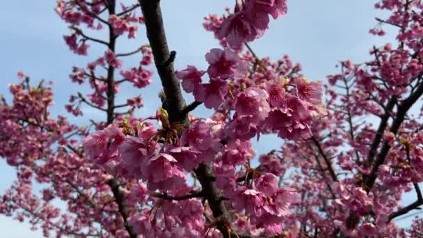 Cherry Blossoms Japan Tokyo — Stock Video