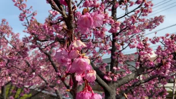 Třešňové Květy Japonsku Tokio — Stock video