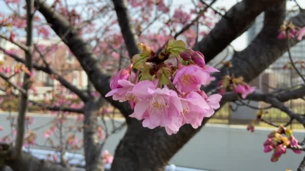 東京の桜 — ストック動画