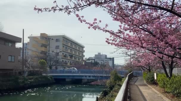 Japonya Kiraz Çiçekleri Tokyo — Stok video