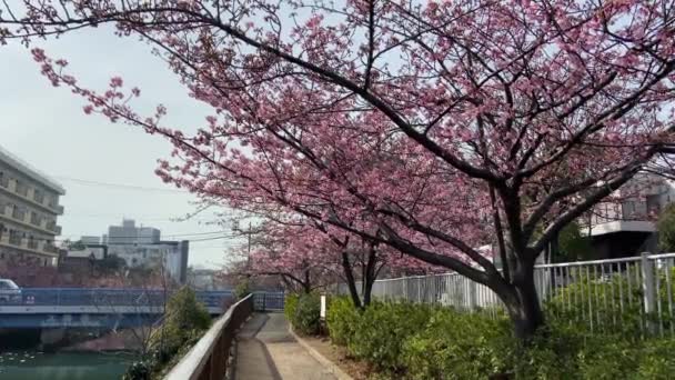 Kirschblüten Japan Tokio — Stockvideo