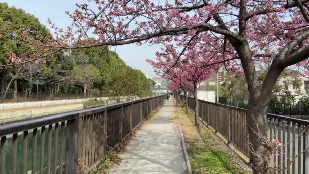 Flores Cerezo Japón Tokio — Vídeos de Stock