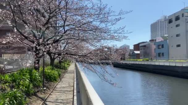 Třešňové Květy Japonsku Tokio — Stock video