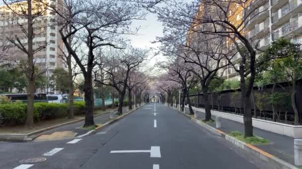 東京の桜 — ストック動画