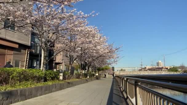 Třešňové Květy Japonsku Tokio — Stock video