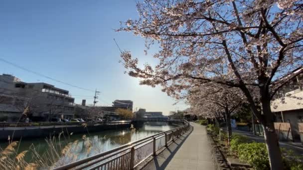 Třešňové Květy Japonsku Tokio — Stock video