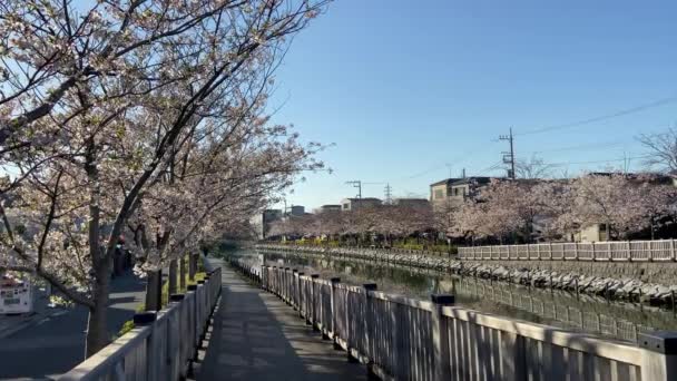 Třešňové Květy Japonsku Tokio — Stock video