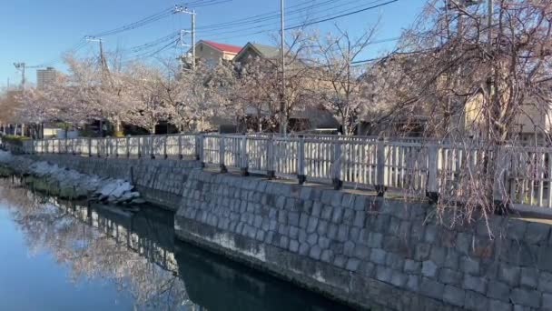 Flores Cereja Japão Tóquio — Vídeo de Stock