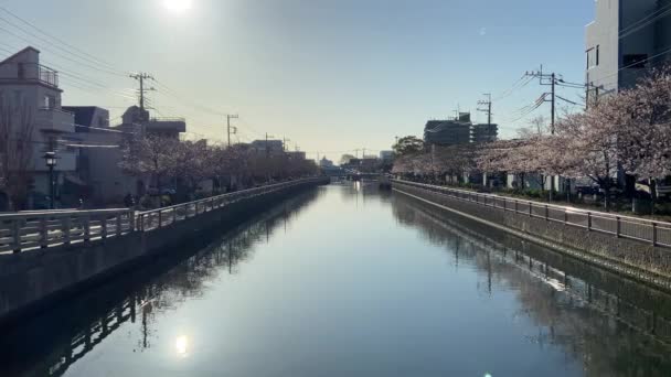 Fiori Ciliegio Giappone Tokyo — Video Stock