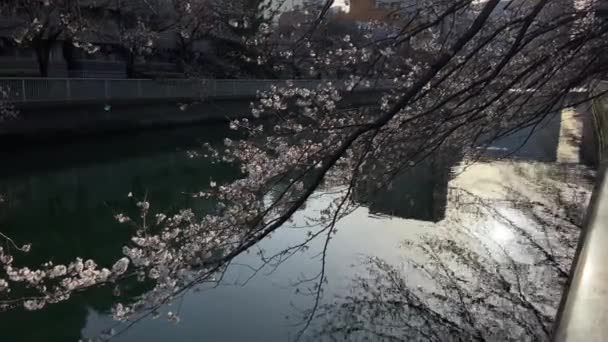 Kirsikankukat Japanissa Tokiossa — kuvapankkivideo