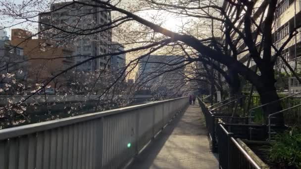 Kirschblüten Japan Tokio — Stockvideo