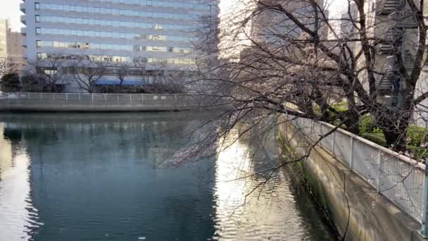 東京の桜 — ストック動画