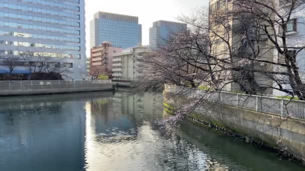 Flores Cerezo Japón Tokio — Vídeo de stock