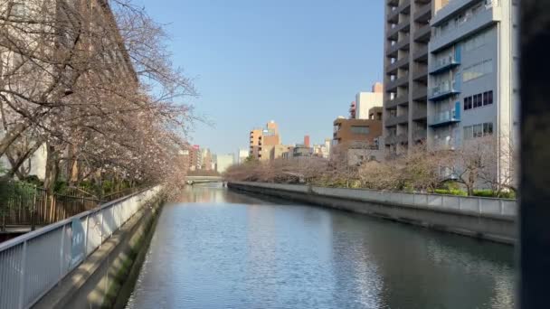 Cseresznyevirágok Japánban Tokióban — Stock videók